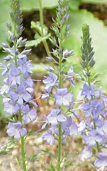 Großer Ehrenpreis - er macht sich aber auch gut als Solitärpflanze Gartenstauden