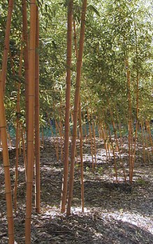 Großer Holz-Bambus - In China werden sie gegart als Gemüse gegessen Gräser und Farne