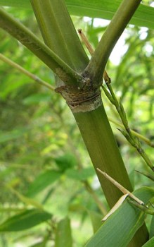 Großer Holz-Bambus - In China werden sie gegart als Gemüse gegessen Gräser und Farne