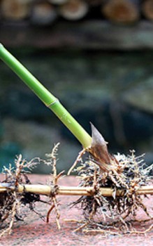 Großer Holz-Bambus - In China werden sie gegart als Gemüse gegessen Gräser und Farne 