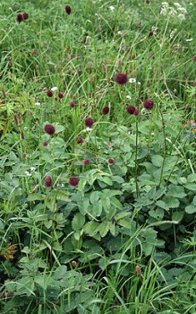 Großer Wiesenknopf ist eine krautige, mehrjährige Staude Gartenstauden 