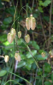 Großes Zittergras - länger anhaltenden Trockenperioden muss es gegossen werden Gräser und Farne