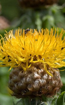Großköpfige Flockenblume - sonnigen bis halbschattigen Standort im Garten geben Gartenstauden 