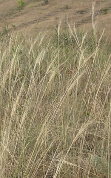 Haargras Pfriemengras - braucht als lichthungriges Steppengras einen voll-sonnigen Platz im heimischen Garten Gräser und Farne 