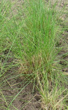 Haargras Pfriemengras - braucht als lichthungriges Steppengras einen voll-sonnigen Platz im heimischen Garten Gräser und Farne 