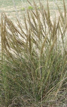 Halfagras - die Blütenrispen stehen aufrecht und können bis zu 35cm lang sein Gräser und Farne