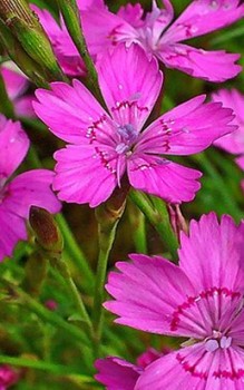 Heidenelke Steingartenpflanzen 