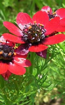 Herbst Adonisröschen Steingartenpflanzen 