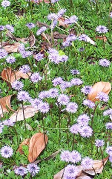 Herzblättrige Kugelblume - passt hervorragend zu einer niedrigen Staudengruppe Steingartenpflanzen 