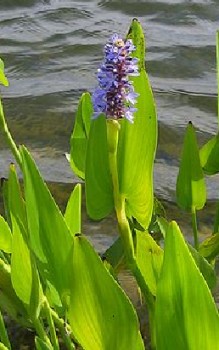 Herzblättriges Hechtkraut - lippenförmigen Blüten bereichern mit leuchtenden Blau jeden Gartenteich Wasserpflanzen