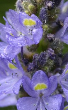 Herzblättriges Hechtkraut - lippenförmigen Blüten bereichern mit leuchtenden Blau jeden Gartenteich Wasserpflanzen