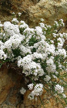 Hügel oder Färber Meister - Früchte werden durch Ameisen verschleppt und verbreitet Mauerbepflanzung