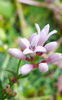 Hügel oder Färber Meister - Früchte werden durch Ameisen verschleppt und verbreitet Mauerbepflanzung 