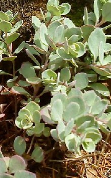 Japan-Fetthenne Steingartenpflanzen 