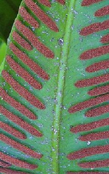 Hirschzungenfarn Gräser und Farne 