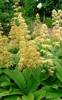 Holunderblättriges Schaublatt Blätter und Blüten sind ein beliebter Schmuck für Blumenarrangements Gartenstauden