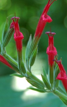 Honigmelonen-Salbei Steingartenpflanzen 