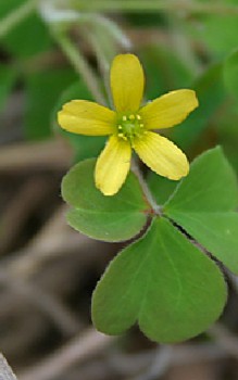 Horn-Sauerklee Steingartenpflanzen