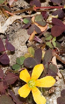 Horn-Sauerklee Steingartenpflanzen 