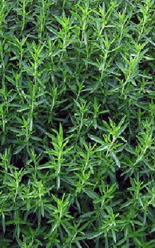 Bergbohnenkraut Kräutergarten Pflanzen