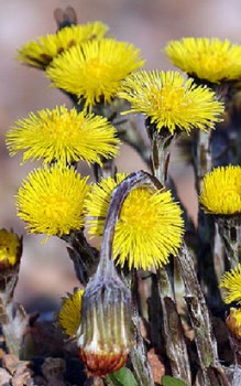 Huflattich - äußerlich wird die Heilpflanze zur Behandlung von Wunden und venösen Leiden eingesetzt Heilpflanzen