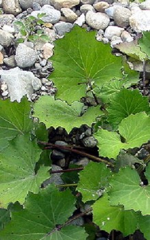 Huflattich - äußerlich wird die Heilpflanze zur Behandlung von Wunden und venösen Leiden eingesetzt Heilpflanzen 