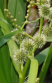Igelkolben - pflanzt im Frühjahr in der Flachwasserzone des Gartenteichs Wasserpflanzen