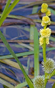 Igelkolben - pflanzt im Frühjahr in der Flachwasserzone des Gartenteichs Wasserpflanzen
