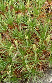 Igelpolster oder Stachelsandnelke Steingartenpflanzen 