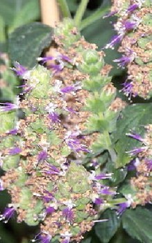 Indisches Patschuli Kräutergarten Pflanzen 