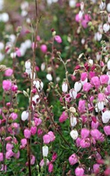 Irische Heide Fruchtkapsel hat eine eiförmige Gestalt und enthält viele Samen Steingartenpflanzen