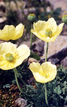 Island Mohn - spätere Verpflanzung reagiert er aber empfindlich Steingartenpflanzen 