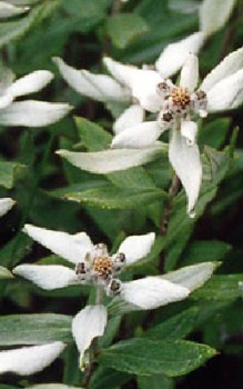 Japan Edelweiß - eignet sich für einen sonnigen Platz im Steingarten Steingartenpflanzen 