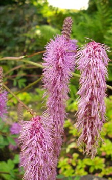 Japanischer Wiesenknopf als Solitärstaude oder in Gruppen Gartenstauden 