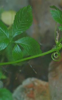 Jiaogulan Fünfblättriger Ginseng - im Freien sterben Pflanzenteile in den Wintermonaten ab Heilpflanzen 