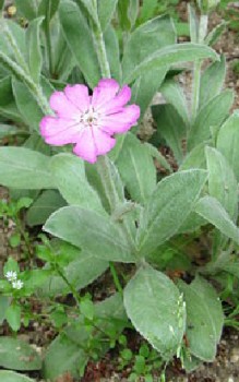 Jupiter-Nelke Steingartenpflanzen 