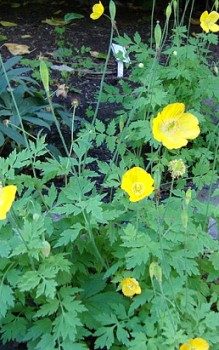 Kambrischer Schein Mohn - er besiedelt vor allem feuchte, schattige Plätze Steingartenpflanzen