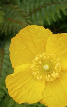 Kambrischer Schein Mohn - er besiedelt vor allem feuchte, schattige Plätze Steingartenpflanzen 