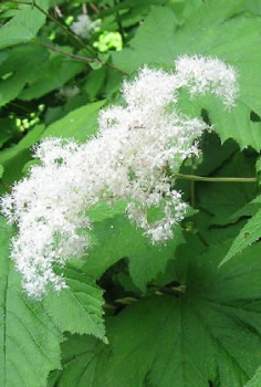 Kamtschatka Mädesüß Heilpflanzen 