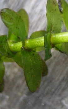 Kanadische Wasserpest Wasserpflanzen