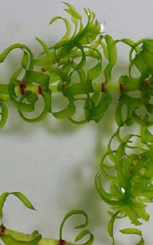 Kanadische Wasserpest Wasserpflanzen 