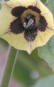 Kapstachelbeere Heilpflanzen