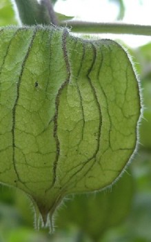 Kapstachelbeere Heilpflanzen 