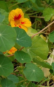 Kapuzinerkresse Kräutergarten Pflanzen 