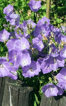 Karpaten Glockenblume - Stauden im Frühjahr oder Herbst teilen Gartenstauden 