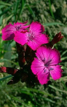 Karthäusernelke Steingartenpflanzen