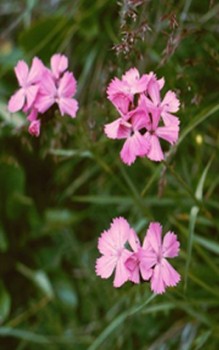 Karthäusernelke Steingartenpflanzen