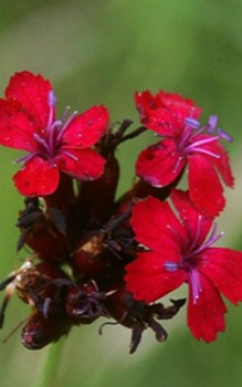 Karthäusernelke Steingartenpflanzen 