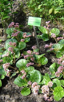 Kaschmir-Bergenie im Garten braucht diese einen schattigen bis halbschattigen Platz Gartenstauden 