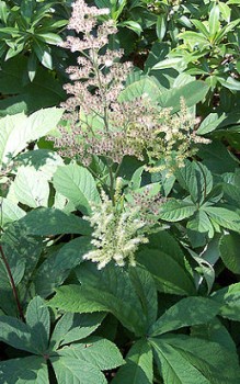 Kastanienblättriges Schaublatt wächst sehr langsam und breitet sich dann durch kriechendes Rhizom aus Gartenstauden 